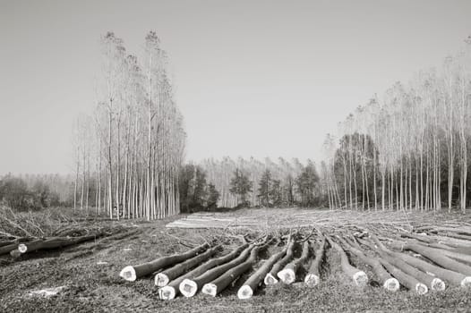 Cutting a forest of poplars