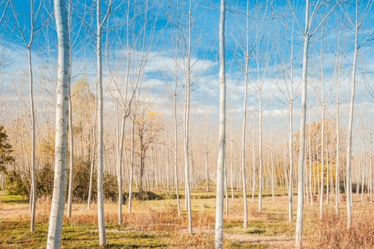 Countryside scene