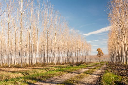 Autumn country road flanked by rows of poplars.