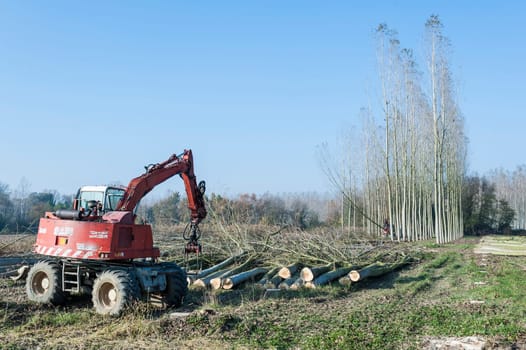 Cutting a forest of poplars