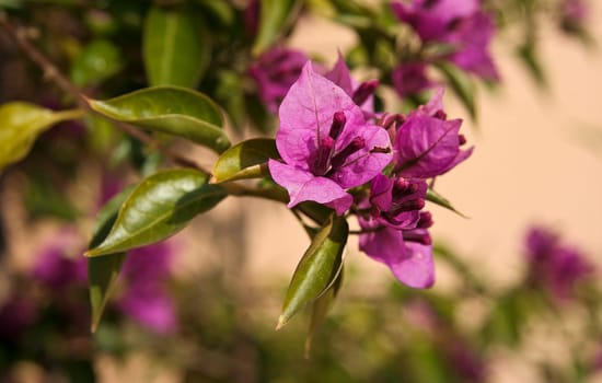 Close up Bougainvillea flower in the garden