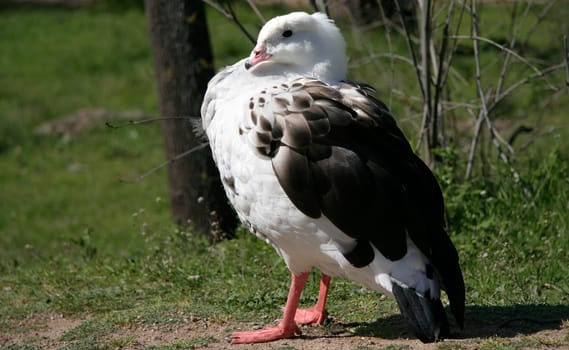 Side of a andean goose, Caceres, Spain