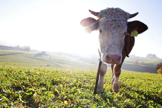 A young Simmental cow in the backlight of the evening sun
