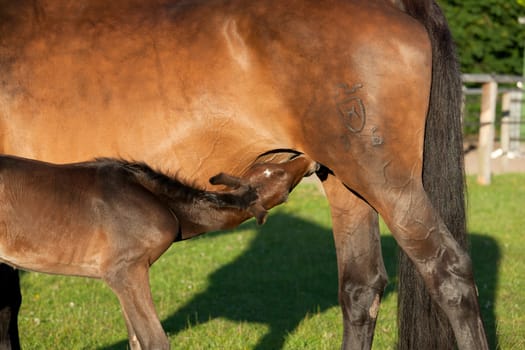 a newly born foal drinks with his mother mare
