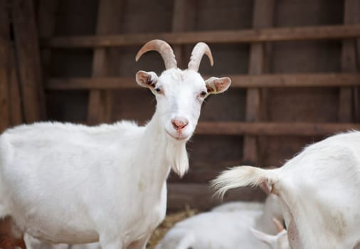 a goat stands in the stable and looks at the camera