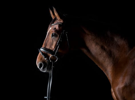 a brown horse head with a brace against a black background