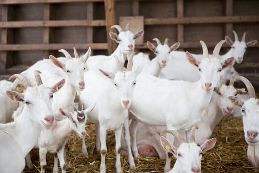 many white goats stand in the stable and look