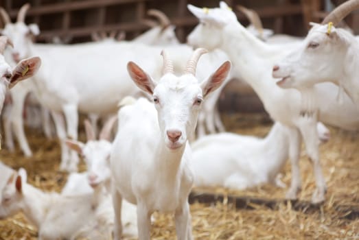 many white goats stand in the stable and look