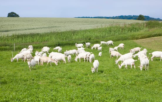 a herd of white goats stands on a pasture