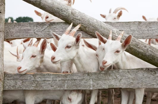 a herd of young white goats stands on a pasture and looks through the fence