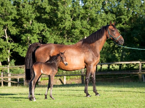 a mare stands with her newborn foal on a pasture