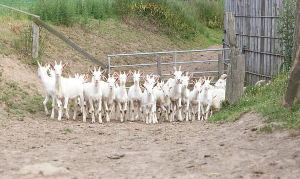 a herd of young white goats walks on a way to the stable