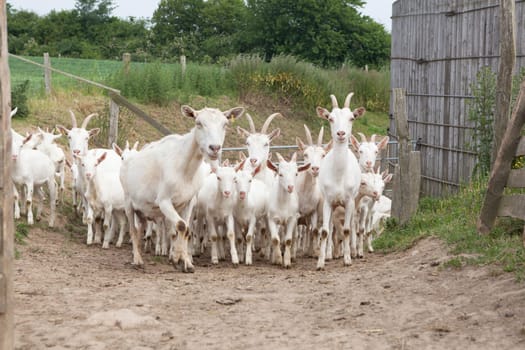a herd of young white goats walks on a way to the stable
