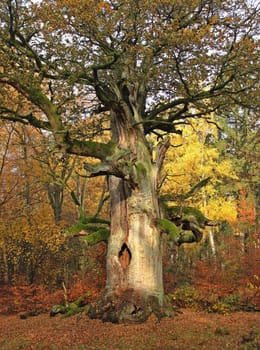 The 500-year-old oak in the Sababurg jungle in autumn