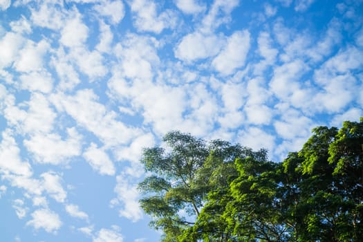 Beauty blue sky behind the tree, stock photo