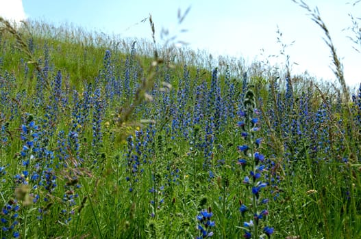 Natternkopf,Echium,vulgare