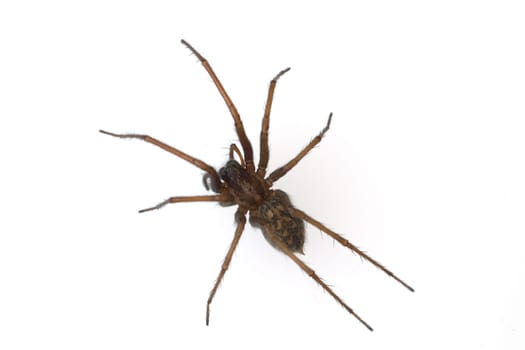 House spider,large,angular spider