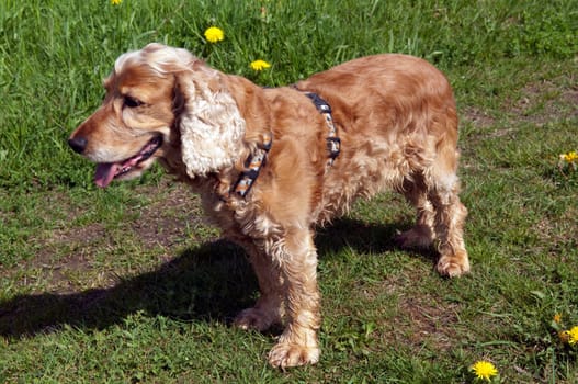 Cocker,Spaniel,Red