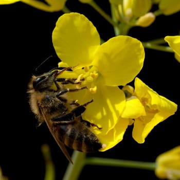 Bee  Rapeseed,Rapeseed,Bluete