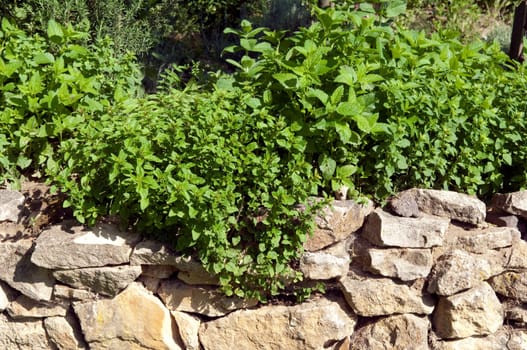 Dry stone wall,Kuechenkraeuter