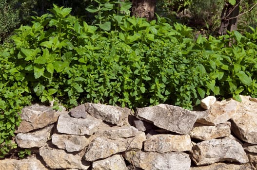 Dry stone wall,Kuechenkraeuter