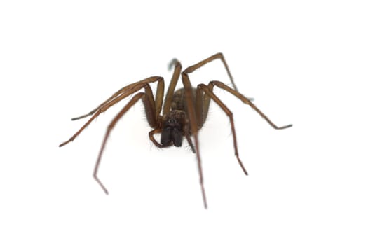 House spider,large,angular spider