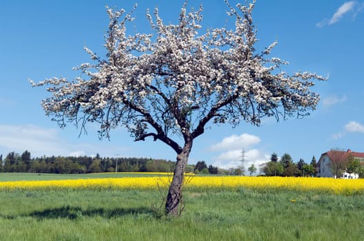 Apple tree,apple bluete
