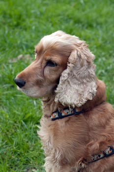 Cocker,Spaniel,Red