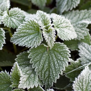 nettles  Rough-ripe