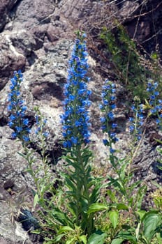 Natternkopf,Echium,vulgare