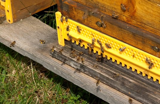 hive,honey box