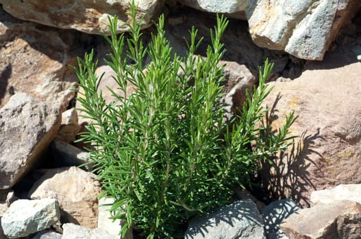 Rosemary  Rosmarinus Officinalis