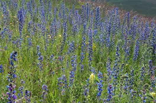 Natternkopf,Echium,vulgare