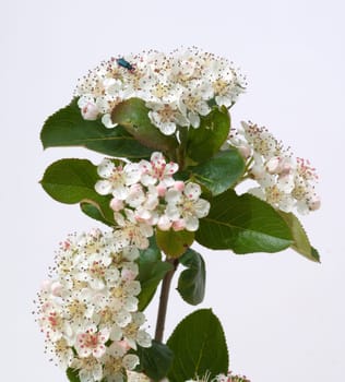 birnbaumbluete