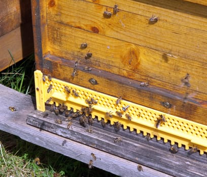 Beehive,honey box