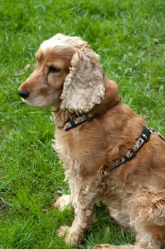 Cocker,Spaniel,Red