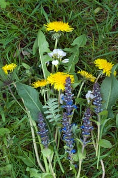 Wild kraeuter  Gundermann  Meadow foam weed  Loewenzahn