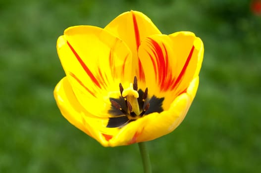 Tulip,Tulip Bluete