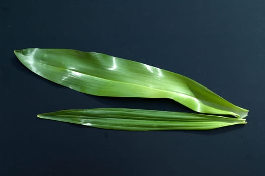 Autumn timeless leaf,double-gaenger plant,baerauch