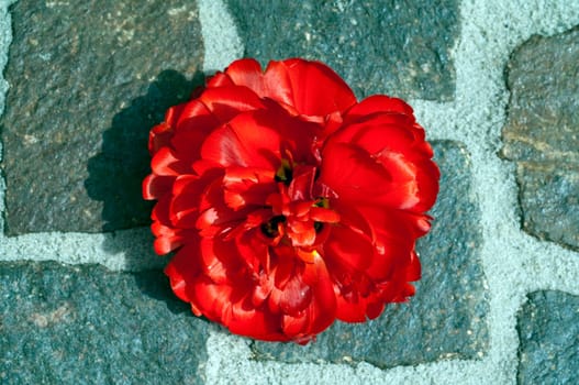 Tulip,Tulip Bluete