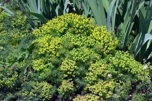 Steppe wolf's milk,Euphorbia seguieriana