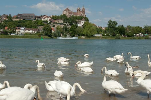 Breisacher,Muenster,St. Stephan