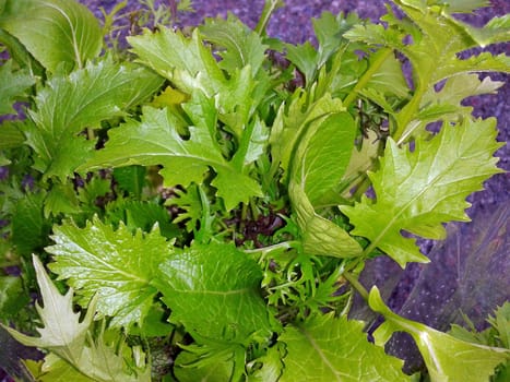 Babyleaf,Salad,Sliced Salad