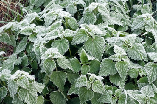 nettles  Rough-ripe