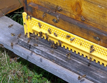 hive,honey box