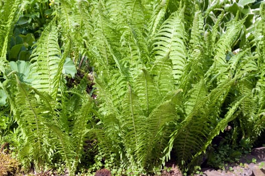Ostrich fern  Real  Matteuccia