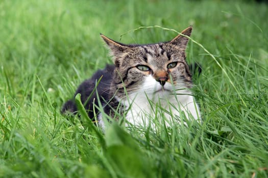 A little cat lurks in her grass hiding place