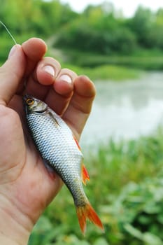 beautiful caught rudd laying in the hand