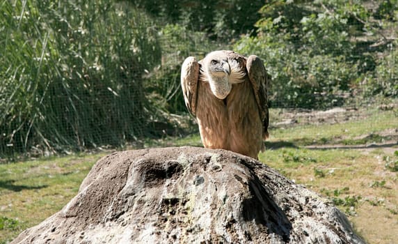 Griffon Vulture perched over a rock