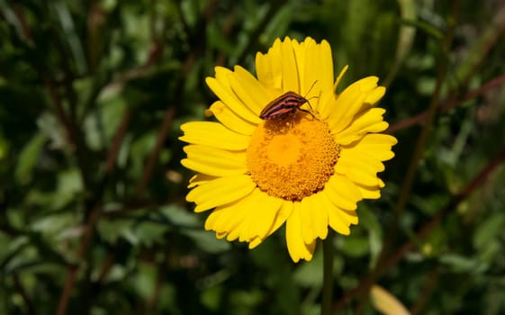 Italian Striped-Bug or Minstrel Bug, Graphosoma lineatum over yellow flower